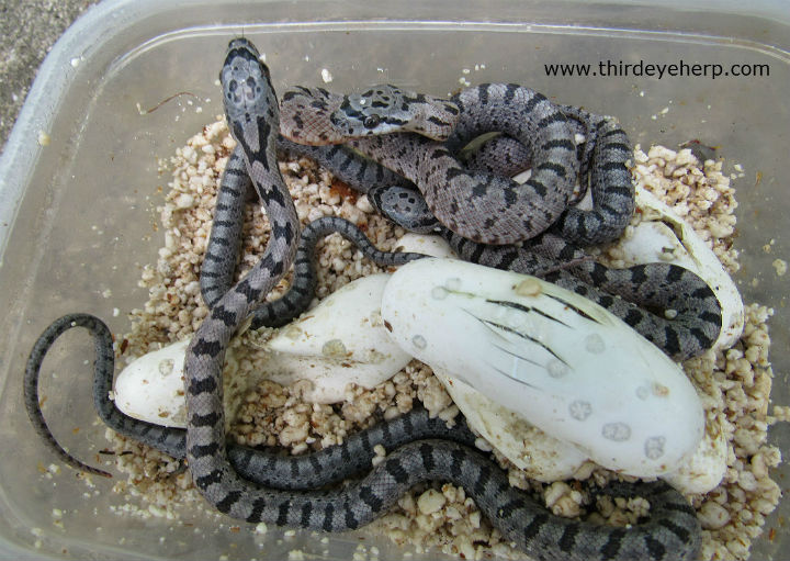 Baird's Rat Snakes